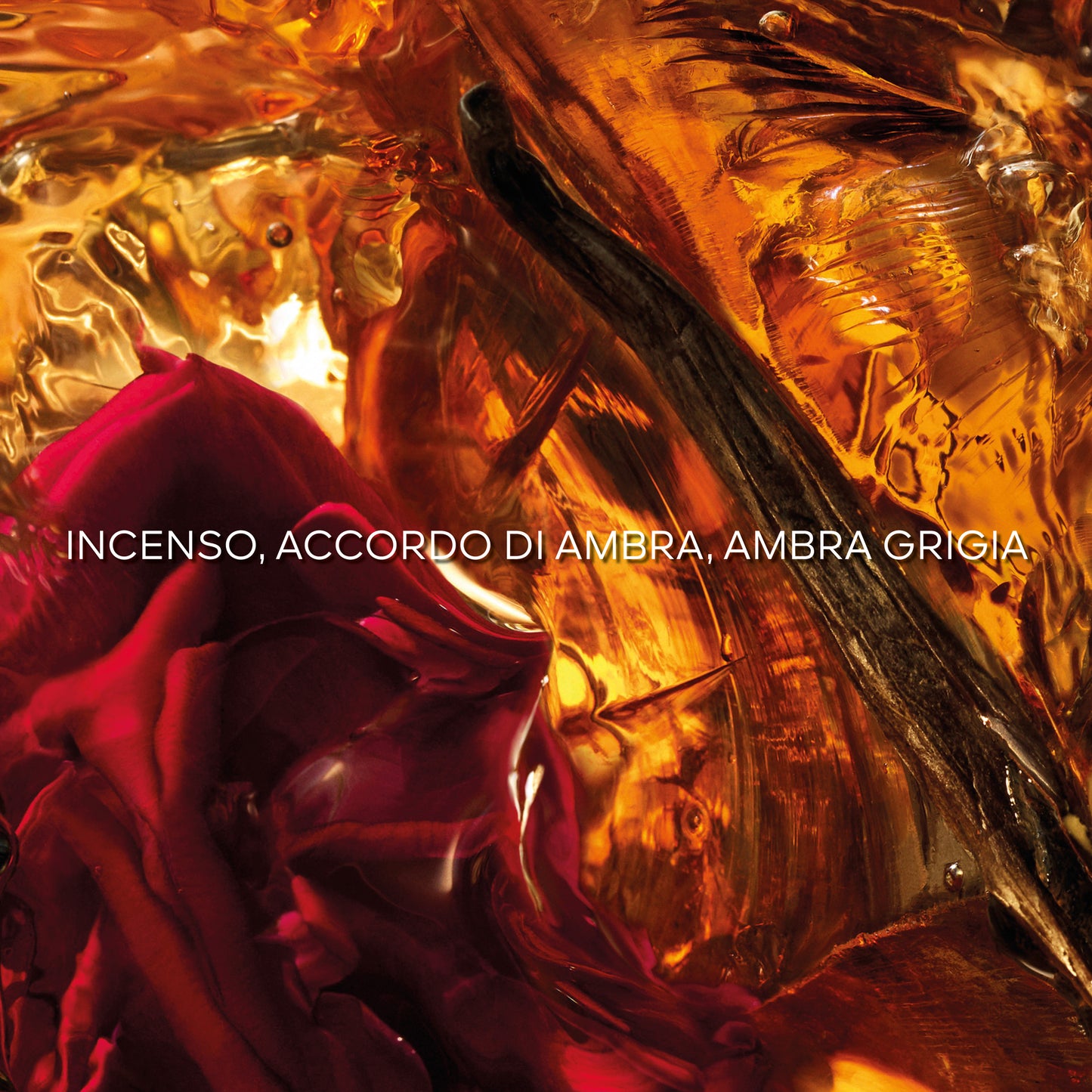 Absolus Allegoria Ambre Samar