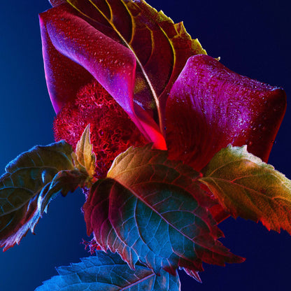 Infiniment Coty Paris Aristo Chypre Parfum