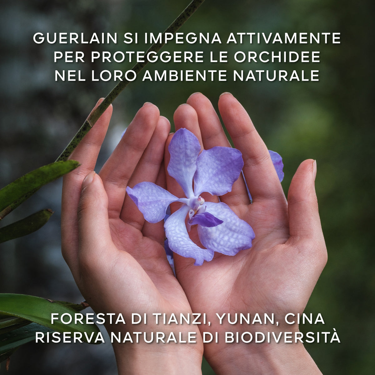 Orchidée Impériale Le Concentré de Longévité