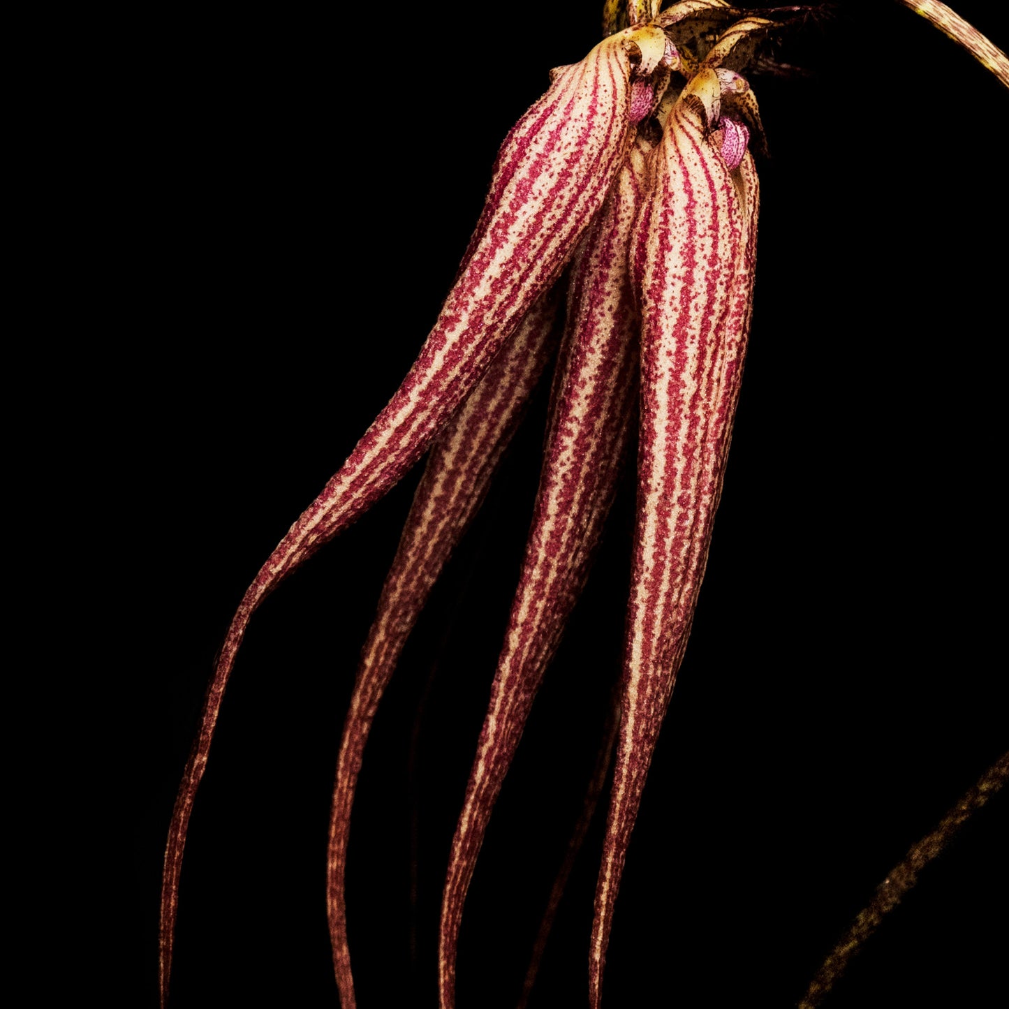 Bal D'Afrique Absolu de Parfum