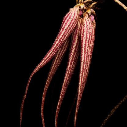 Bal D'Afrique Absolu de Parfum