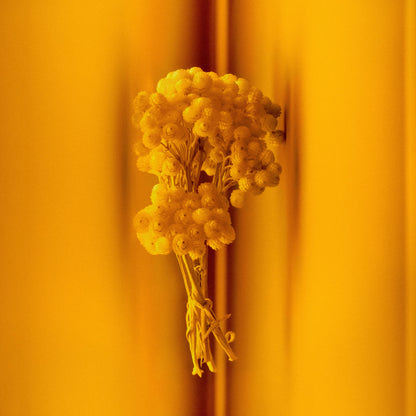 Frederic Malle Contre-Jour