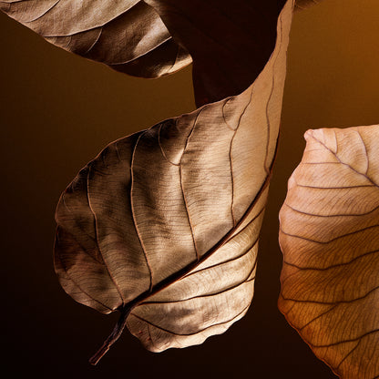 The One Pour Homme Parfum