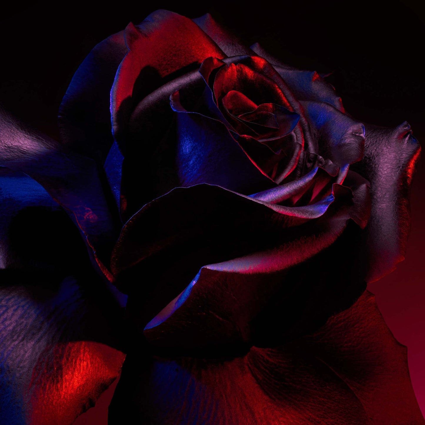 Infiniment Coty Paris Un Parc de Roses En Alabama Parfum