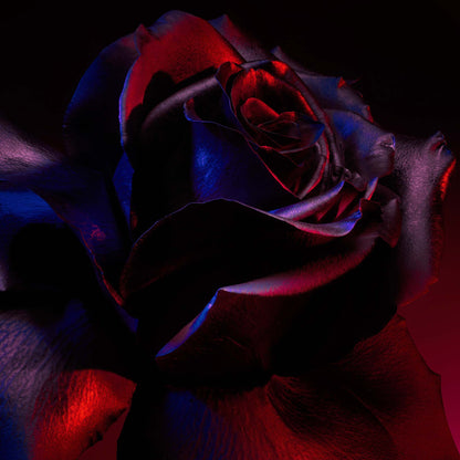 Infiniment Coty Paris Un Parc de Roses En Alabama Parfum