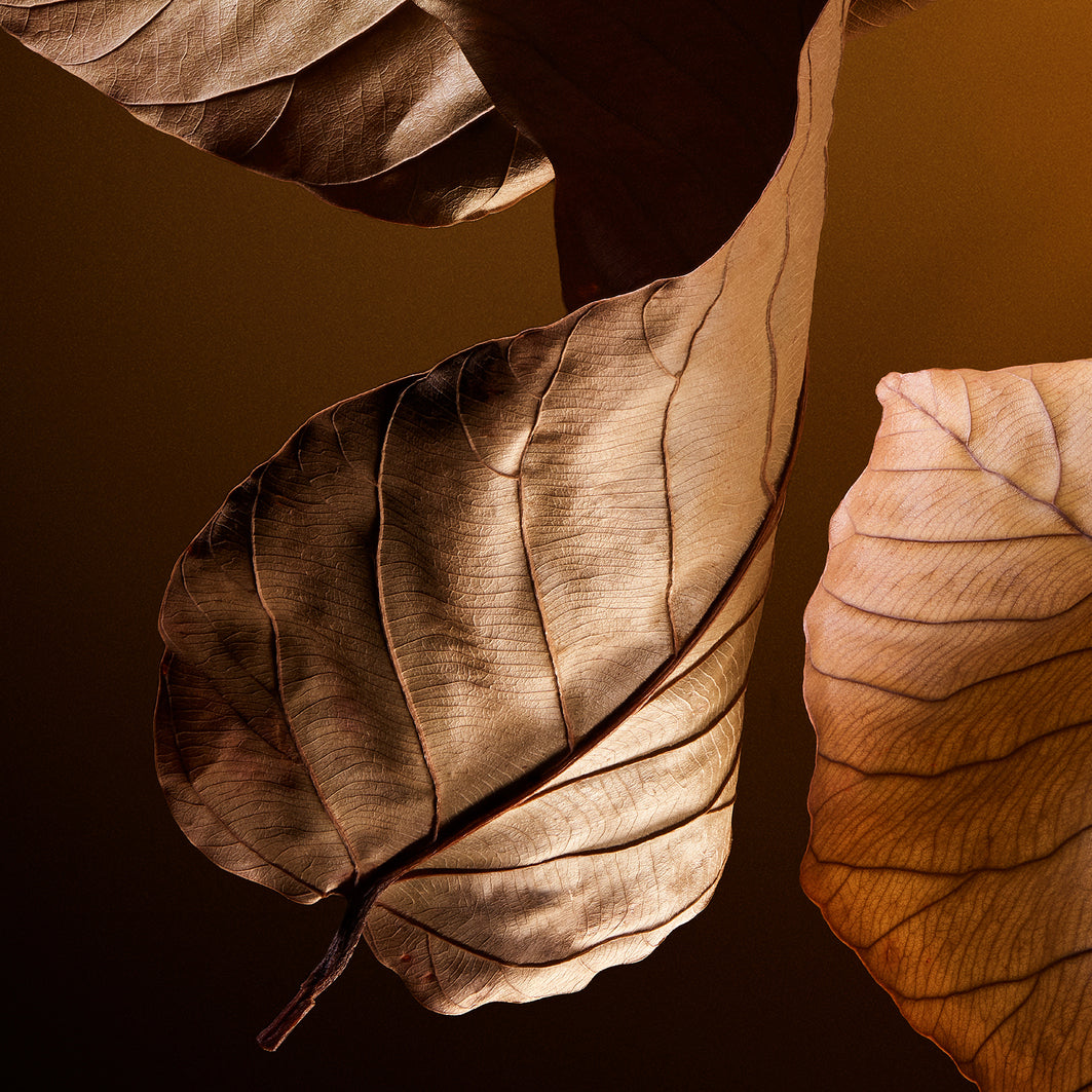 The One Pour Homme Eau de Parfum