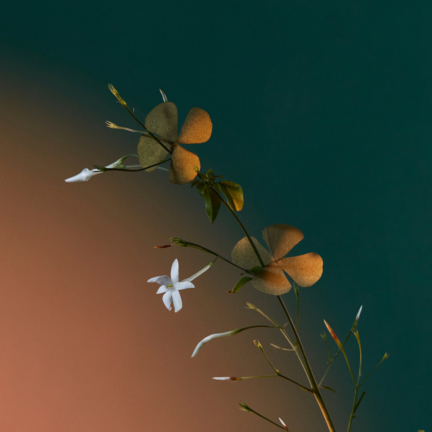 Penhaligon's A Kiss of Bliss - Potions