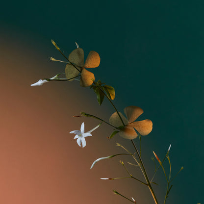 Penhaligon's A Kiss of Bliss - Potions