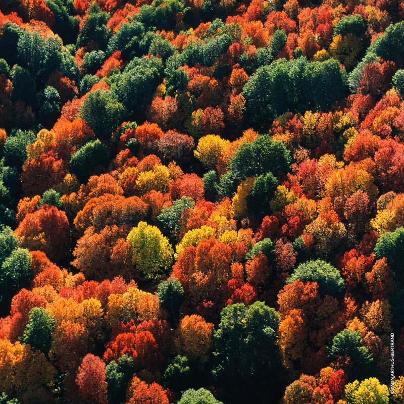 Aqua Allegoria Oud Yuzu Forte*