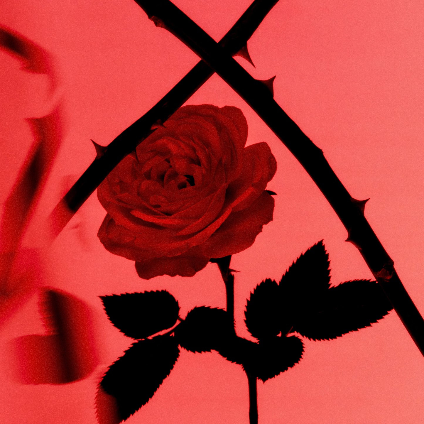 Frederic Malle Contre-Jour