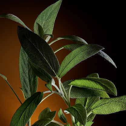 The One Pour Homme Eau de Parfum