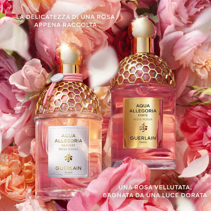 Aqua Allegoria Rosa Rossa Harvest